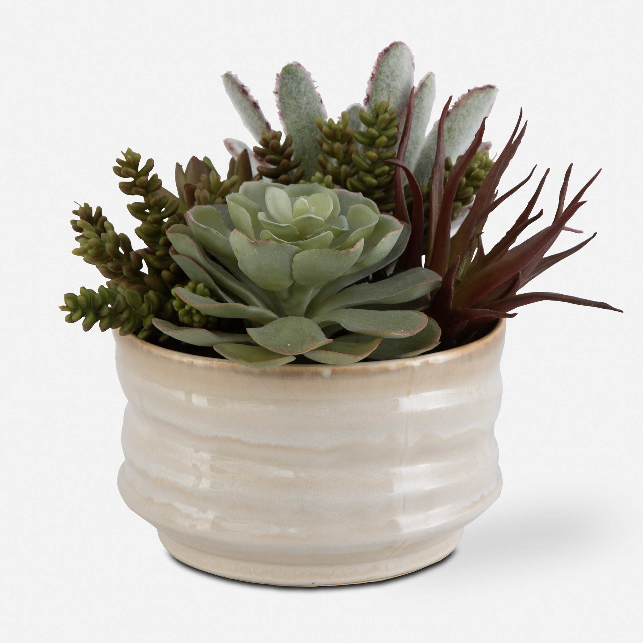 curator succulent MESA SUCCULENT ACCENT